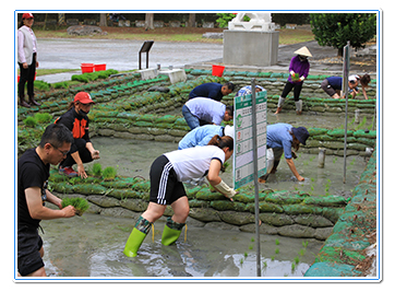 魚稻共生示範場域辦理各項水稻食農教育活動（共3張）