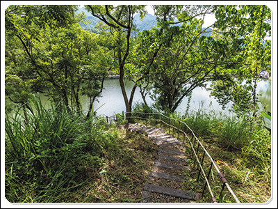 沿林間步道登上山丘,可眺望鱸鰻潭景緻