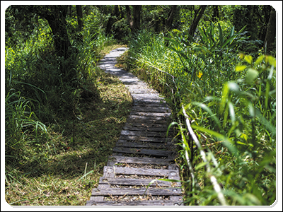 林間步道採用自然資材,融入山林地景環境且舒適好走