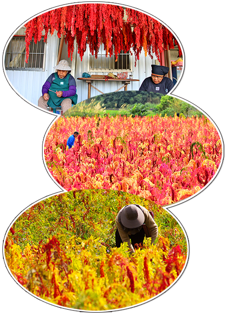 紅藜籽實成熟過程，會逐漸轉色為艷紅、桔紅、洋紅、粉紅、金黃、橙黃等色彩
