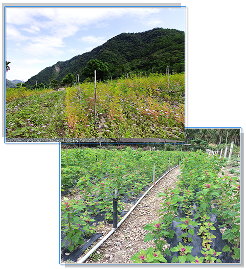 經由田間基礎灌溉設施的改善，有助提升田間管理效率