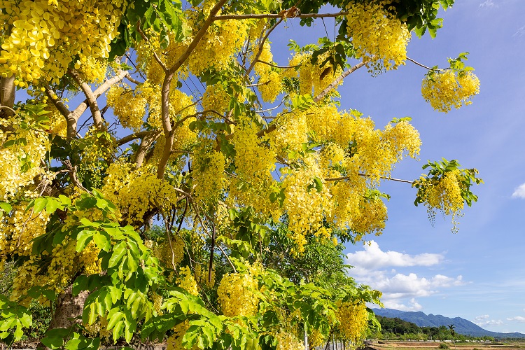 盛夏時節,花蓮到臺東間的縱谷公路上盡是阿勃勒盛開的美景。