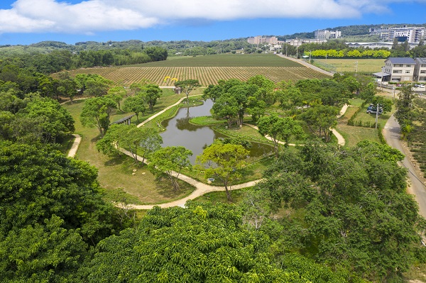 被茶園包圍的蓄水滯洪池農塘，是可提供穩定灌溉、支持周邊茶園復耕的重要後援。