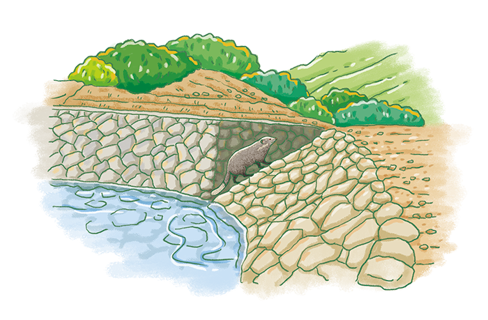 達德安伊亞那野溪整治三期工程之靜水池設置緩斜坡道，避免食蟹獴等野生動物前往取水時受困。