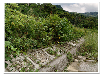 「茄苳寮溪整治六期工程」預鑄塊護岸植生面積大有利於木本植物復育