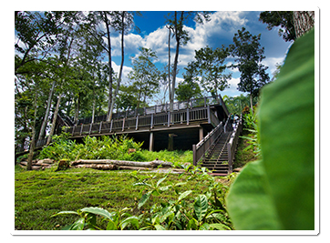 9為保護林相不受人為足跡侵擾，新化林場以迴避式設計打造高架步道。