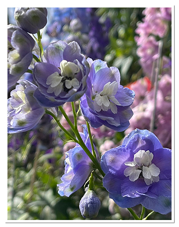 繡球花碩大飽滿，極具觀賞價值。（杉林松境提供）