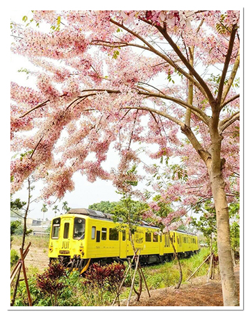 源泉社區「火車花下過」的美景是賞花迷、鐵道迷搶拍的重點。