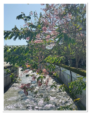 源泉社區地處灌溉彰化平原八堡圳的源頭,是個「風頭水尾」繁花盛開的好地方。