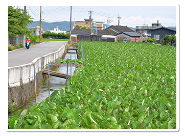 人工開鑿的穿龍圳帶來清澈的灌溉水源，造就農業的先天優勢。