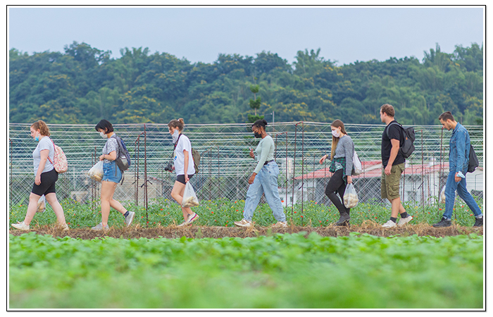 北部線:茶山飄暖香 大北坑散散步