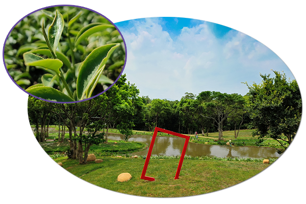 八甲茶園不只是茶園, 也是自然生態體驗及休閒遊憩的好去處