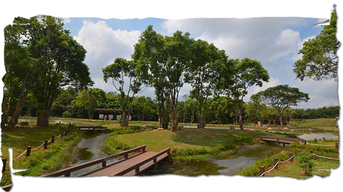 沿著步道，欣賞綠水茶園風光