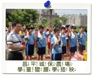 昌平國小學童彎腰學插秧照片