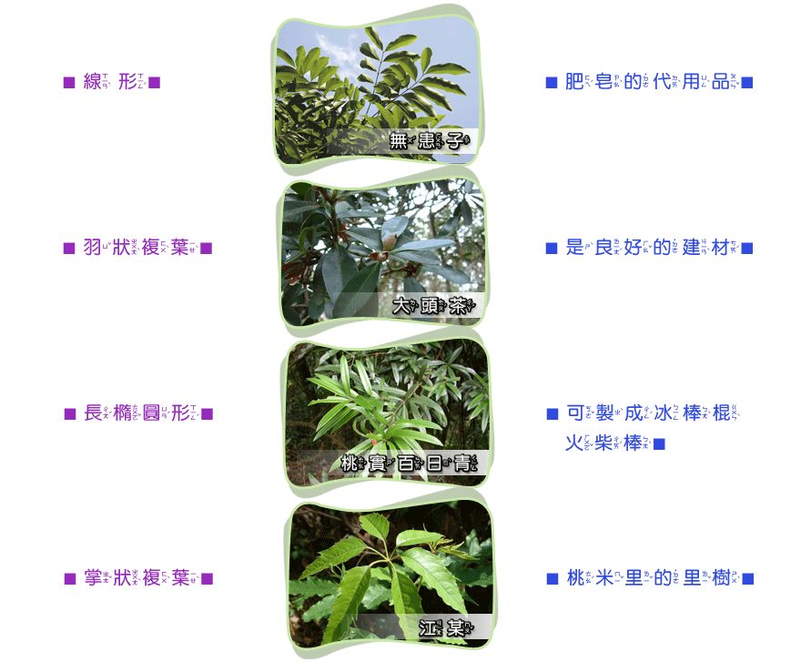 無患子：羽狀複葉，肥皂的代用品；大頭茶：長橢圓形葉，是良好的建材；桃實百日青：線形葉，桃米里的里樹；江某：掌狀複葉，可製成冰棒棍、火柴棒